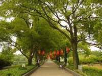 永安公園文化廣場(chǎng)景觀綠化